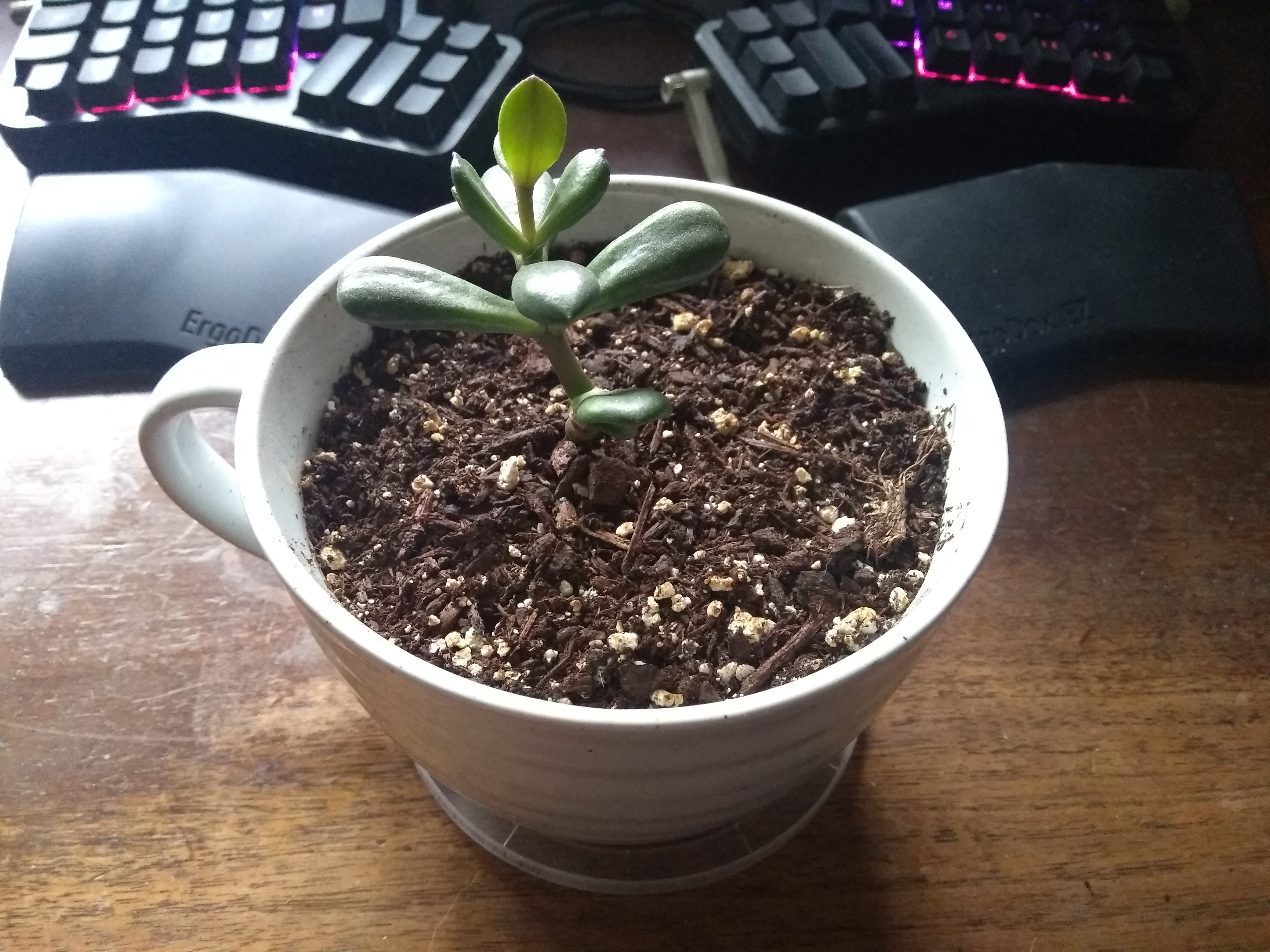 A picture of Coral, the jade plant, looking extra fresh for their first photo.