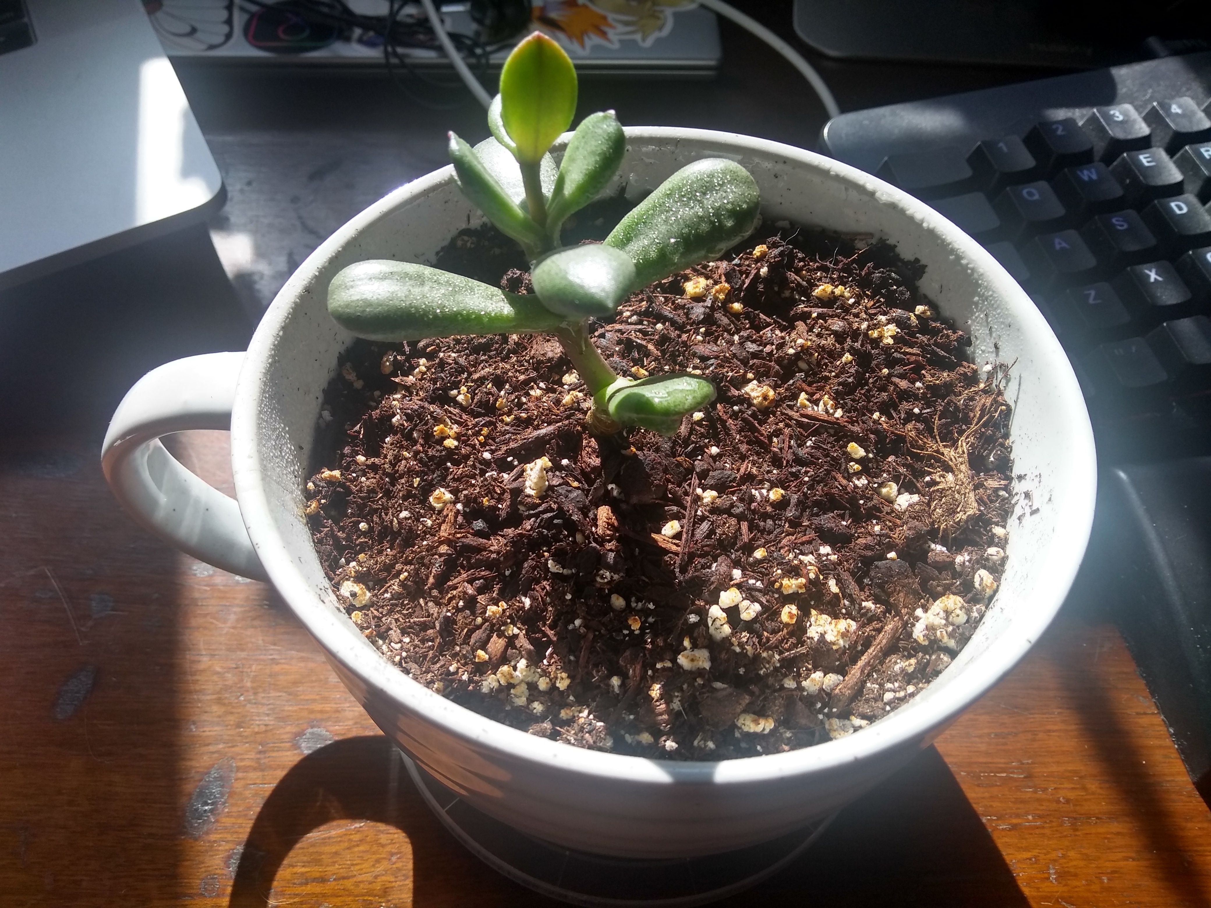 A picture of Coral, the jade plant, mildly nervous for their sophomore appearance.