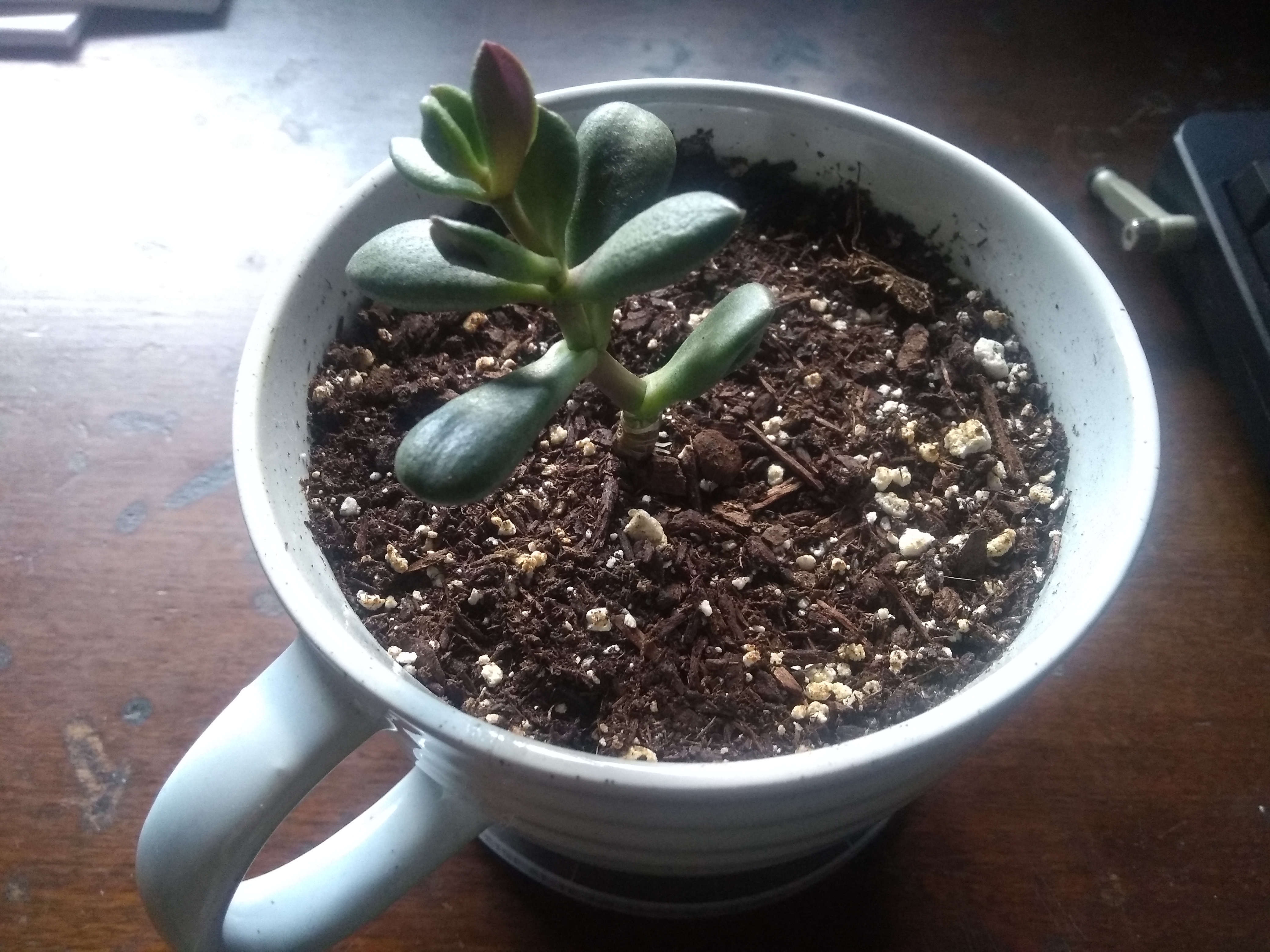 A picture of Coral, the jade plant, pondering if Wednesday is more in than Tuesdays.