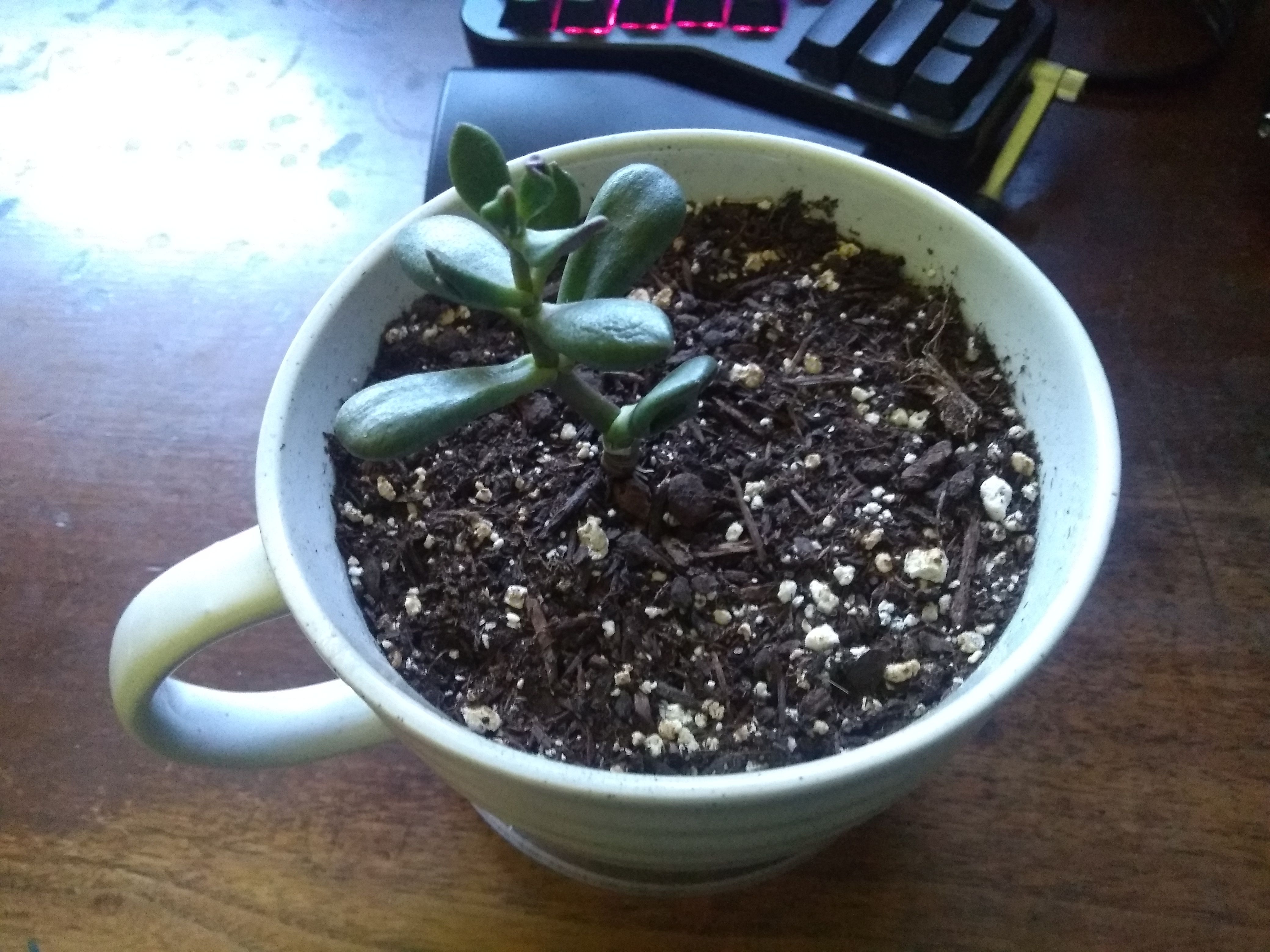 A picture of Coral, the jade plant, thinking about the posibility of being perceived.