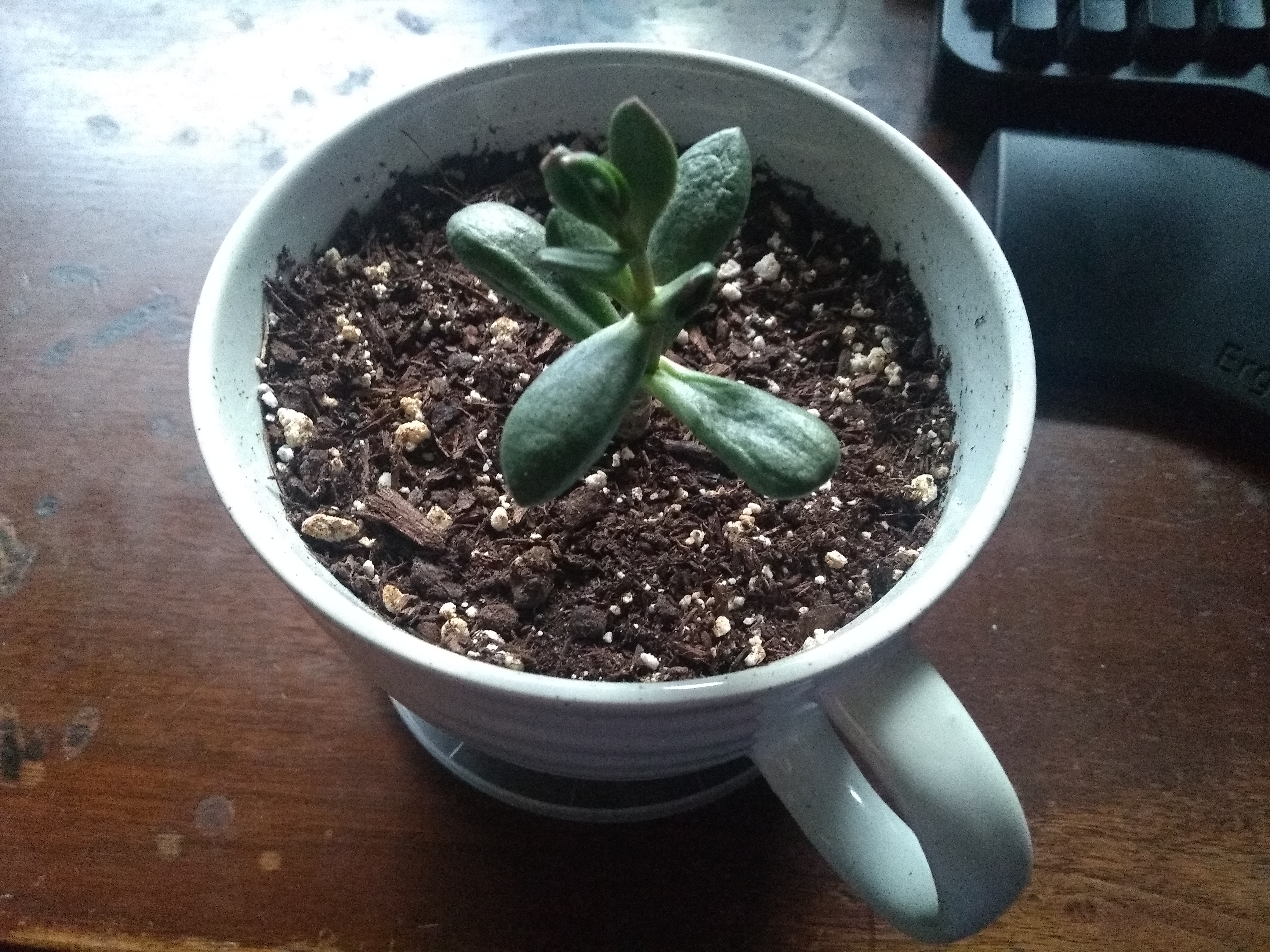 A picture of Coral, the jade plant, delighted to not be outside in the downpour.