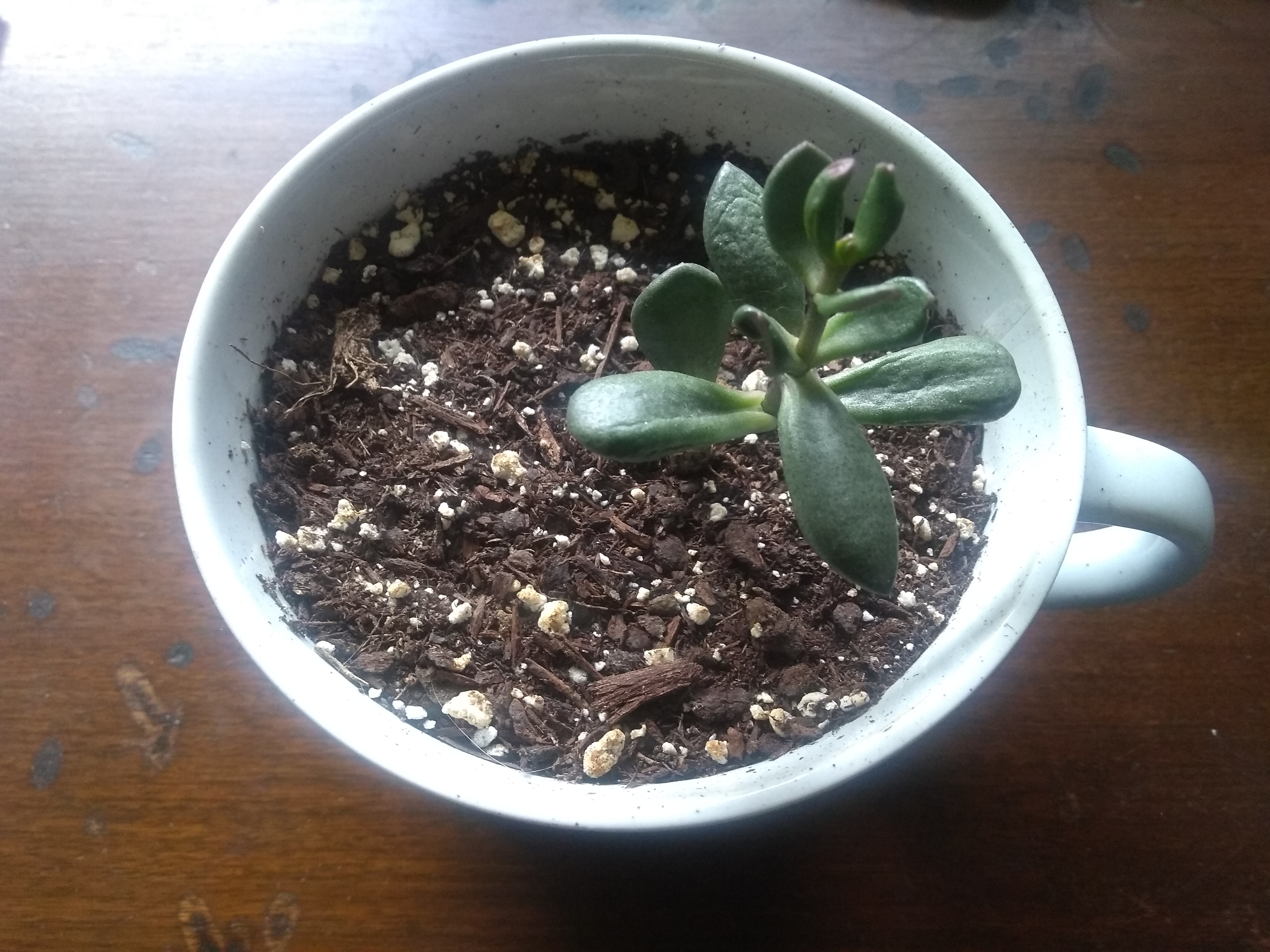 A picture of Coral, the jade plant, lavishly enjoying the luxery of air-conditioning.