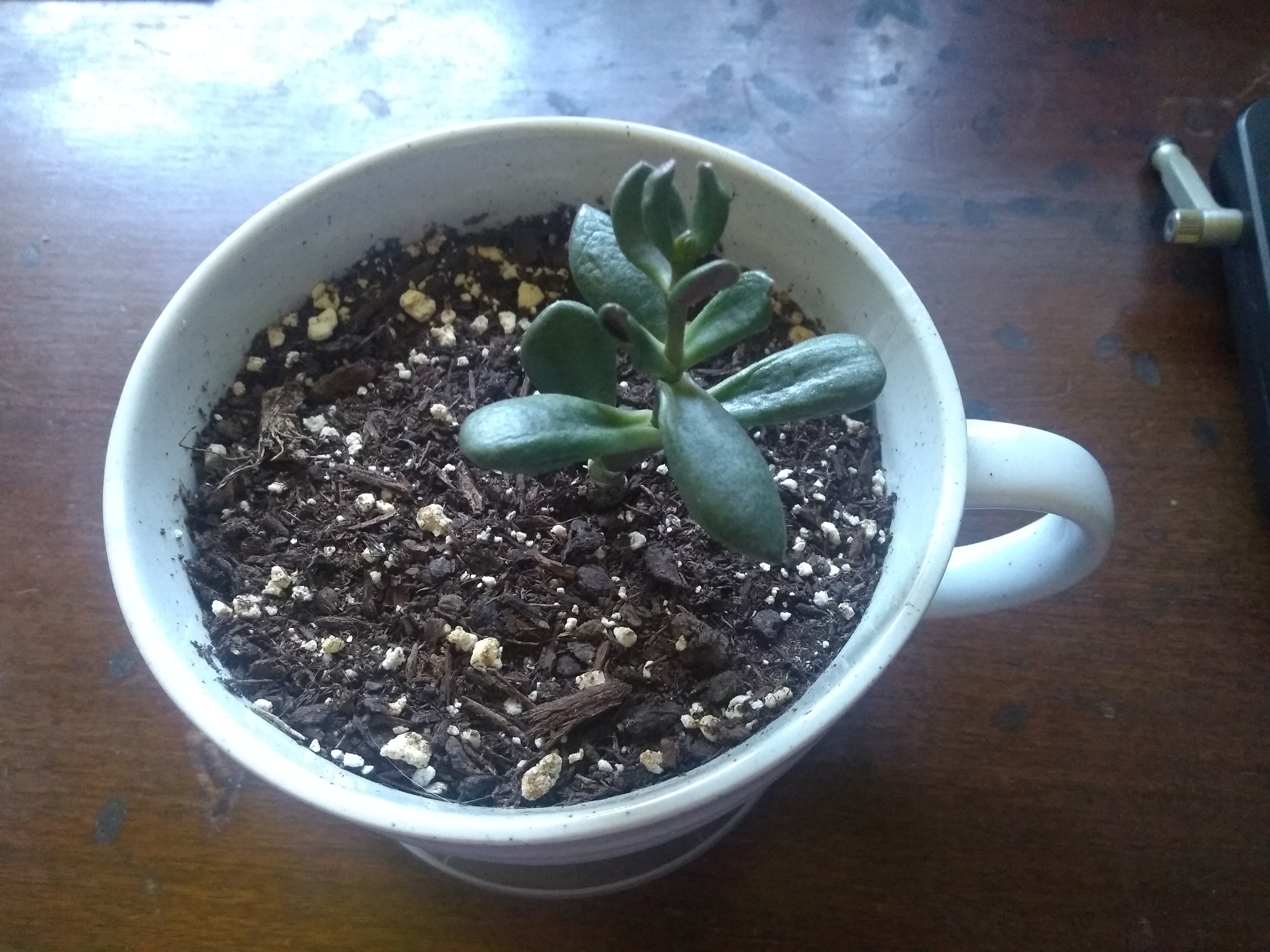 A picture of Coral, the jade plant, feeling the effects of climate change even indoors.