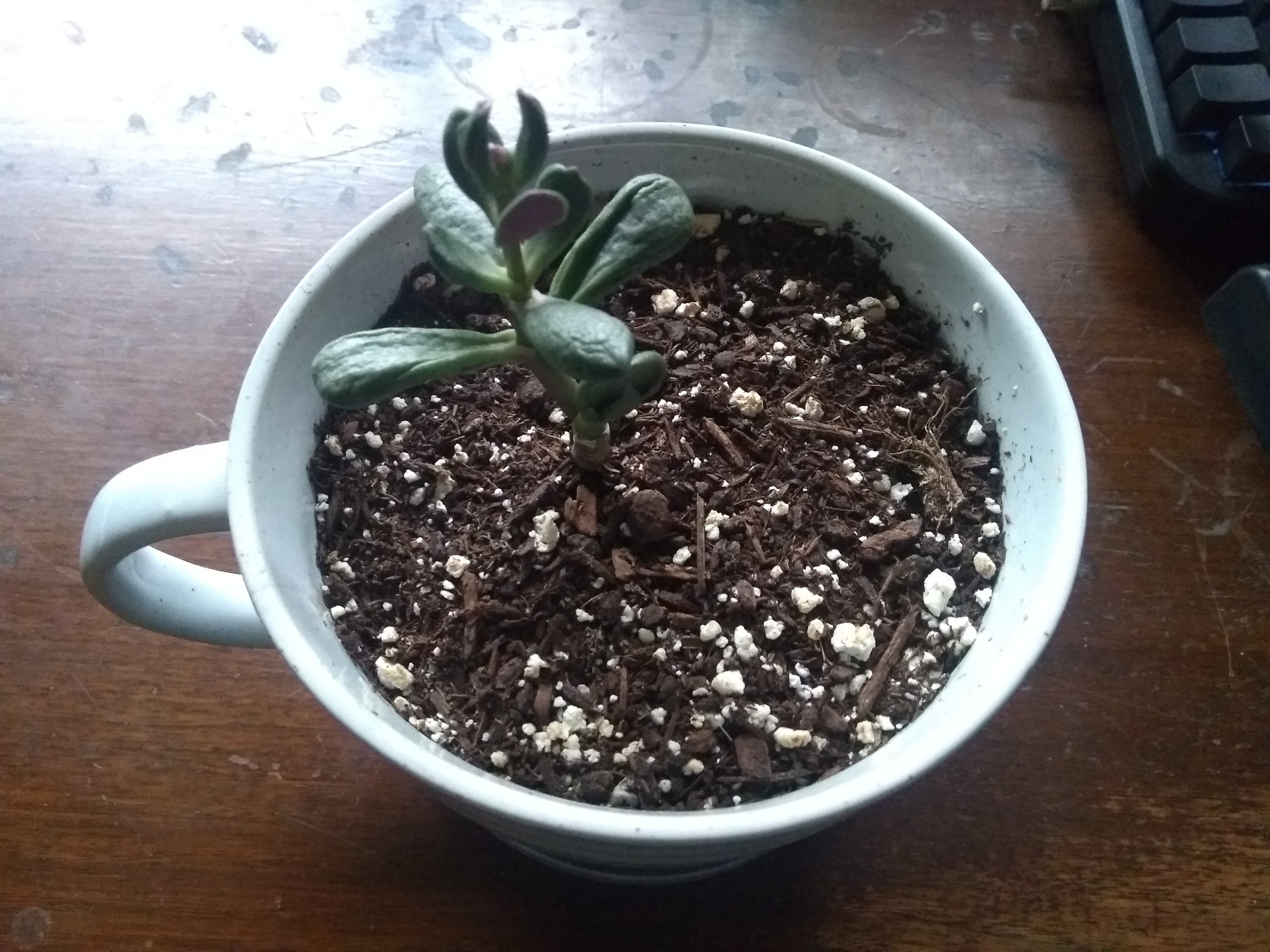 A picture of Coral, the jade plant, re-adjusting to a common week after a week of chaos.