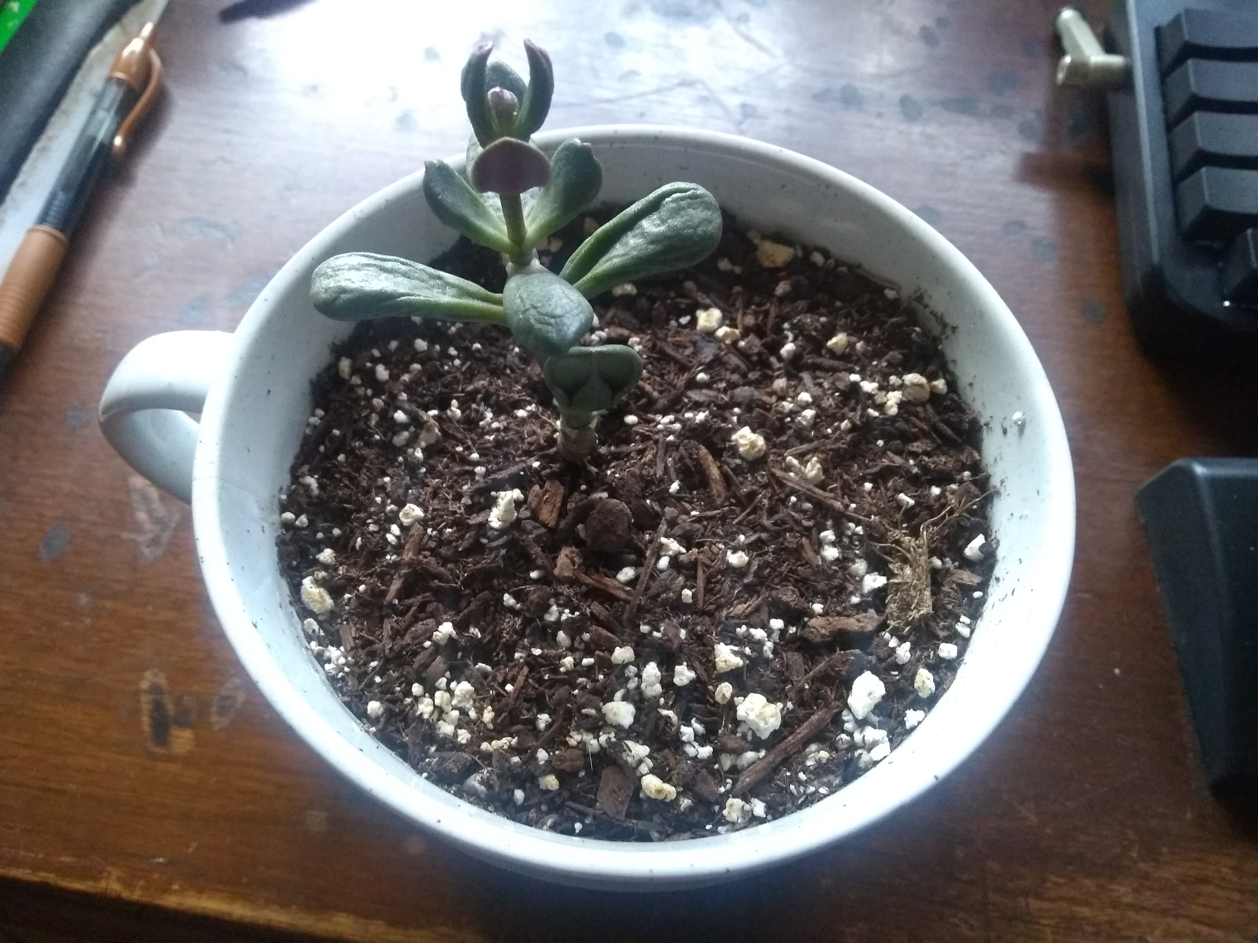 A picture of Coral, the jade plant, feeling a little low energy.