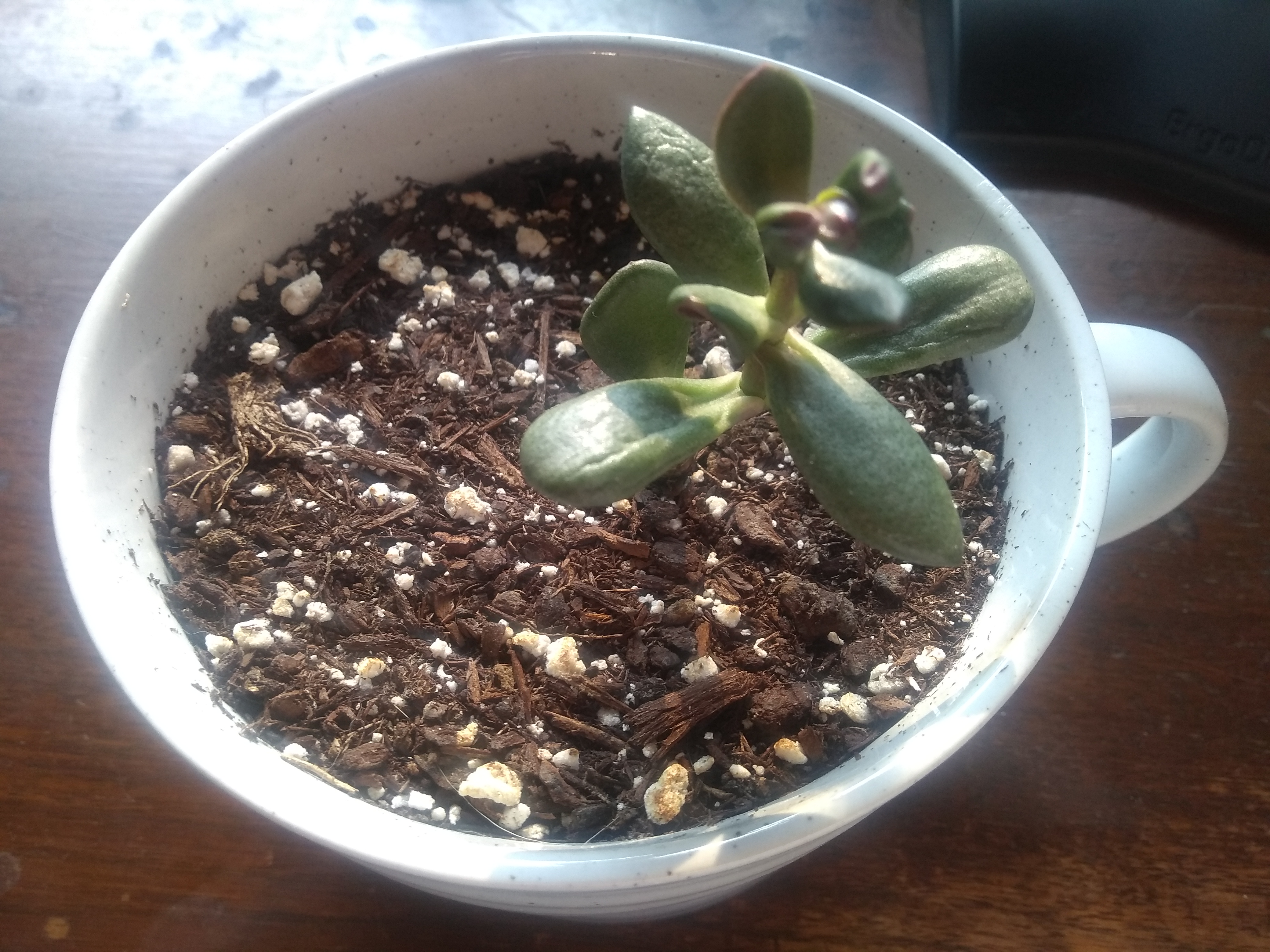 A picture of Coral, the jade plant, emotionally preparing for a vacation next week.